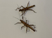 2 Stripped spiny stick insects (Tisamenus napalaki "Palaui")
