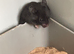 Beautiful Syrian Hamsters