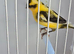 BEAUTIFUL COLOUR COCK CANARY