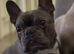 French bulldog for rehome