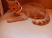 Savannah mix with Bengal.