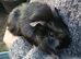 Two adult male piggies looking for a new home