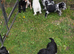 Cockapoos absolutely beautiful