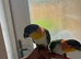Supertame caique