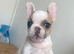 Beautiful puppies for sale