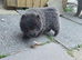 *READY* KC CHOW CHOW PUPPIES ONLY 2 LEFT BARGAIN