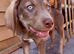 READY Siberian Husky Shepherd x Weimaraner Boys
