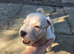 American bulldog pups ready to go
