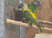 Adult pair of senegal parrots
