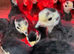 Heritage Norfolk Black Turkey Poults