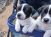 2 Jack Russell boys 7 week old pups