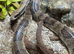 FALSE WATER COBRA
