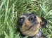 Smoothed hair dachshund miniature