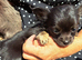 Chihuahua puppies