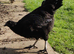 Ayam Cemani fertile eggs for hatching