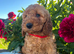 Stunning cockapoo puppies