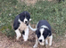 Border Collie Puppies - Working Parents - Black and White - Male and Female