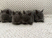 Blue Netherland dwarf kits