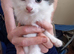 Girl kitten