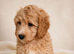 Cavapoo boys ready to go