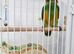 Baby Senegal with new cage