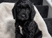 Cockapoo