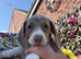 Miniature Dachshund puppies READY NOW