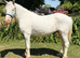 Connemara x Appaloosa
