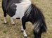 Beautiful mini shetland mare