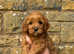 Cavapoo puppies!