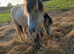 Buskin filly
