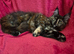 XL Maine Coon Kittens GCCF REG