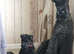 Kerry blue terrier for stud