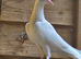 Malawi pigeon