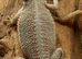 Hypo Bearded dragons ready to go now