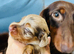 KC PRA clear long haired mini dachshund puppies