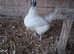 2 white crossbreed hens