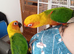 Jenday Conures Hand Reared