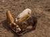 GOS/Landrace X OSB weaners