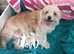 3 puppies available
