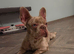 Rare Merle Isabella French Bulldog STUD