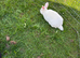 Male rabbit looking for a forever home