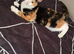 Calico girl