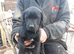 Male black labrador pups