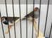 Triple black zebra finches