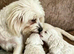 ONE LITTLE MALTIPOO GIRL LEFT!