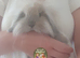Baby lion lop girl