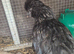Polskie chick (polish cross silkie)