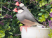Java Finch x 2