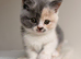 British shorthair kittens